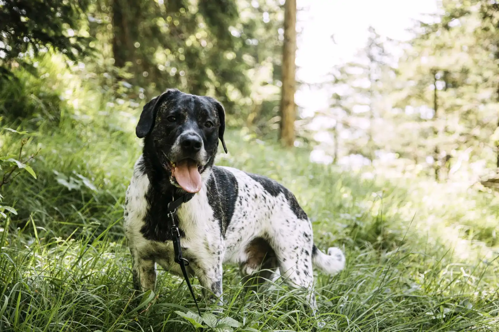 Allgäu-Urlaub mit Hund Allgäu-Urlaub mit Hund