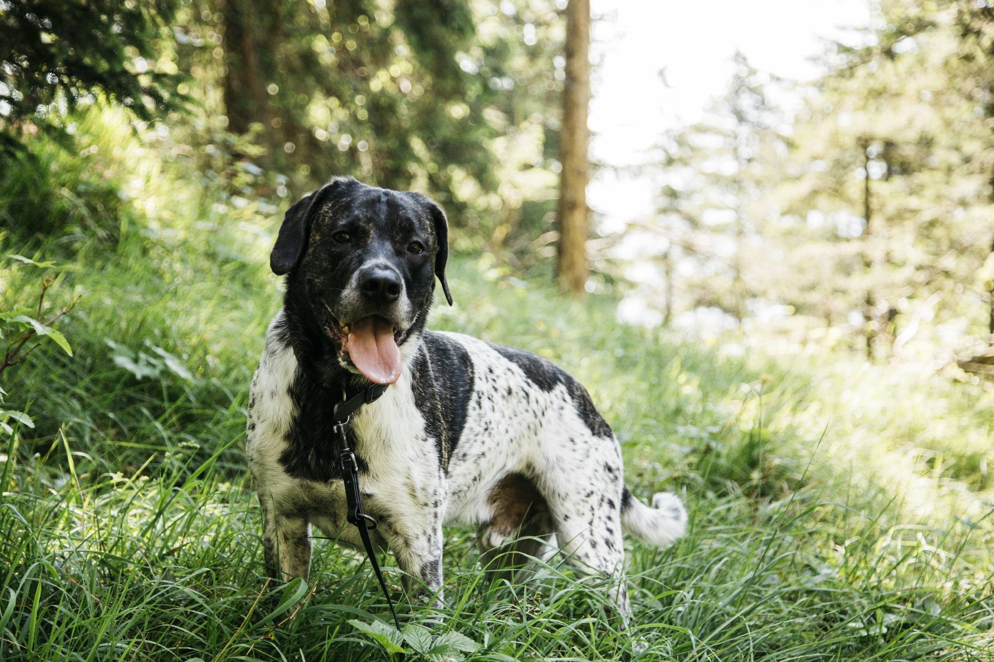 Hund